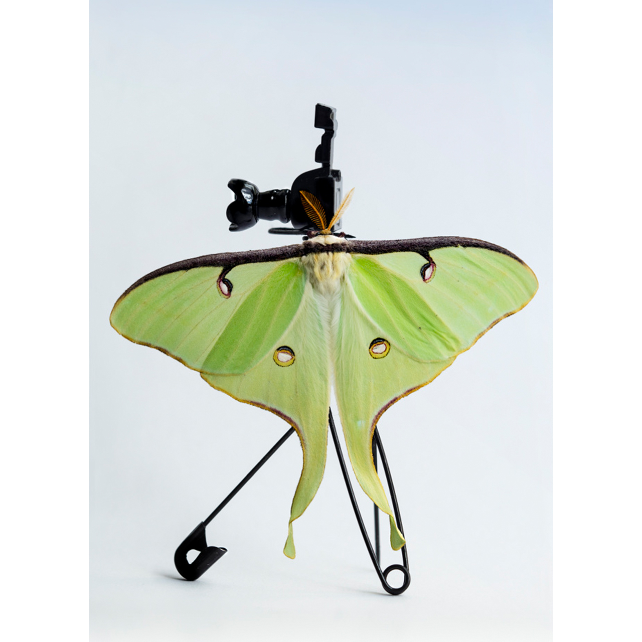 Picture of a butterfly on the camera stand