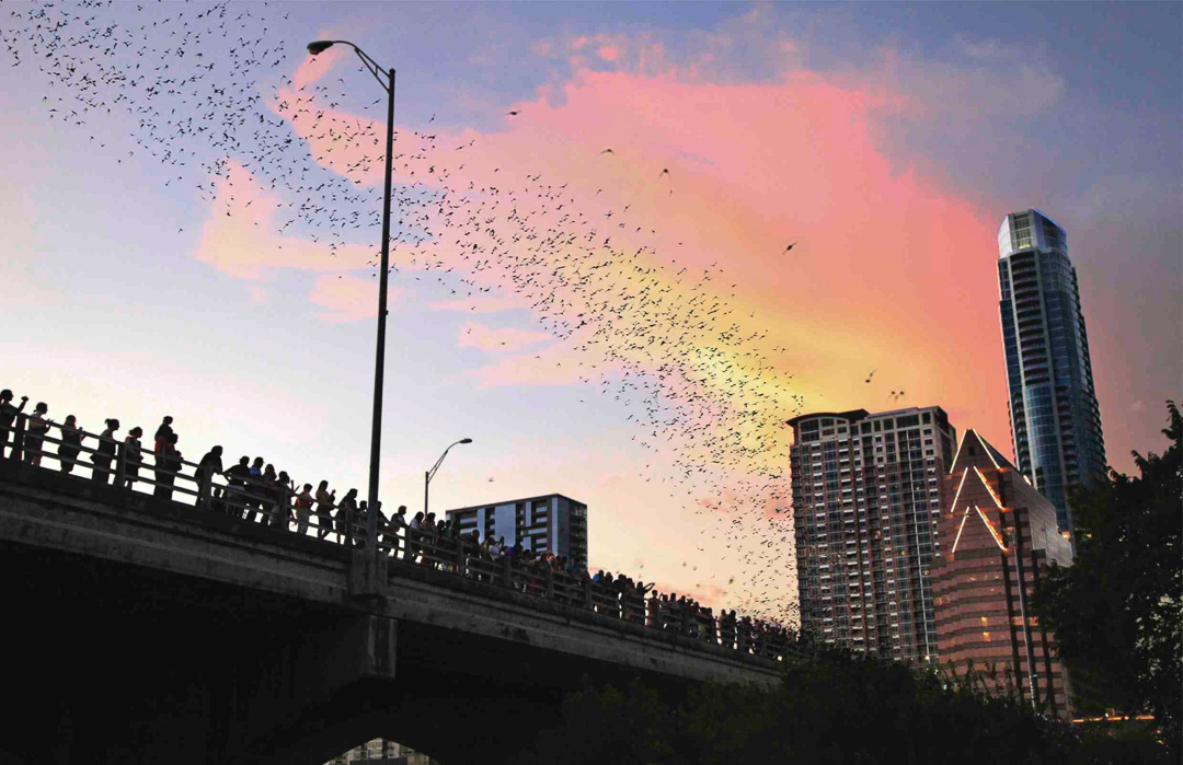 Bats at Congress Avenue Bridge CREDIT Visit Austin