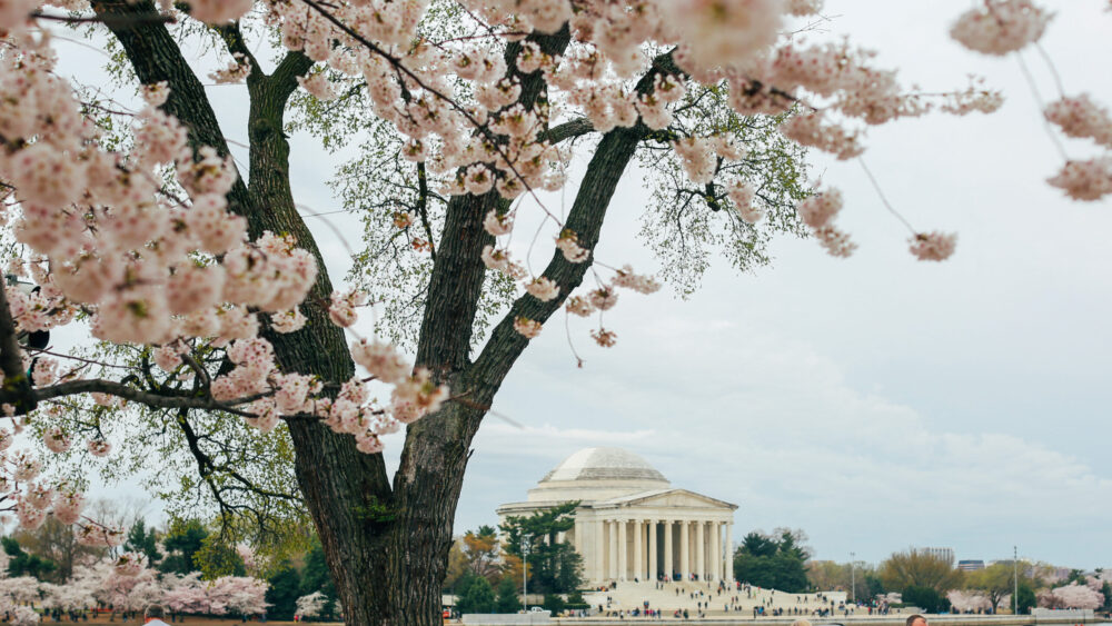 cherry blossoms in DC
