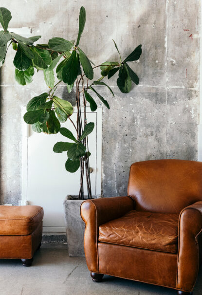 picture of a sofa with plant