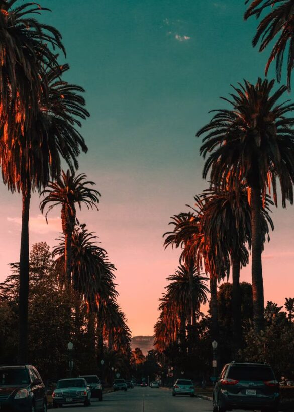 los angeles hollywood sunset with palm trees