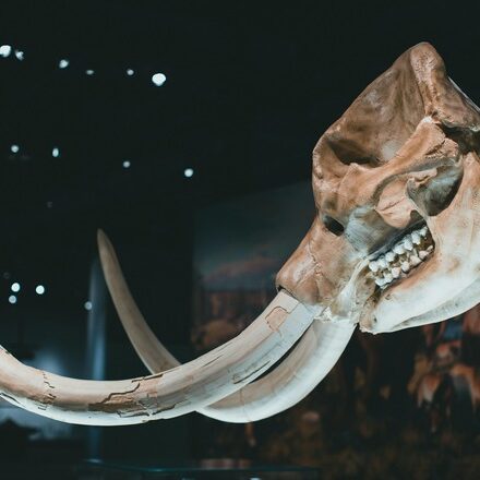 Mammoth skeleton with large curved tusks on display in a museum exhibit.