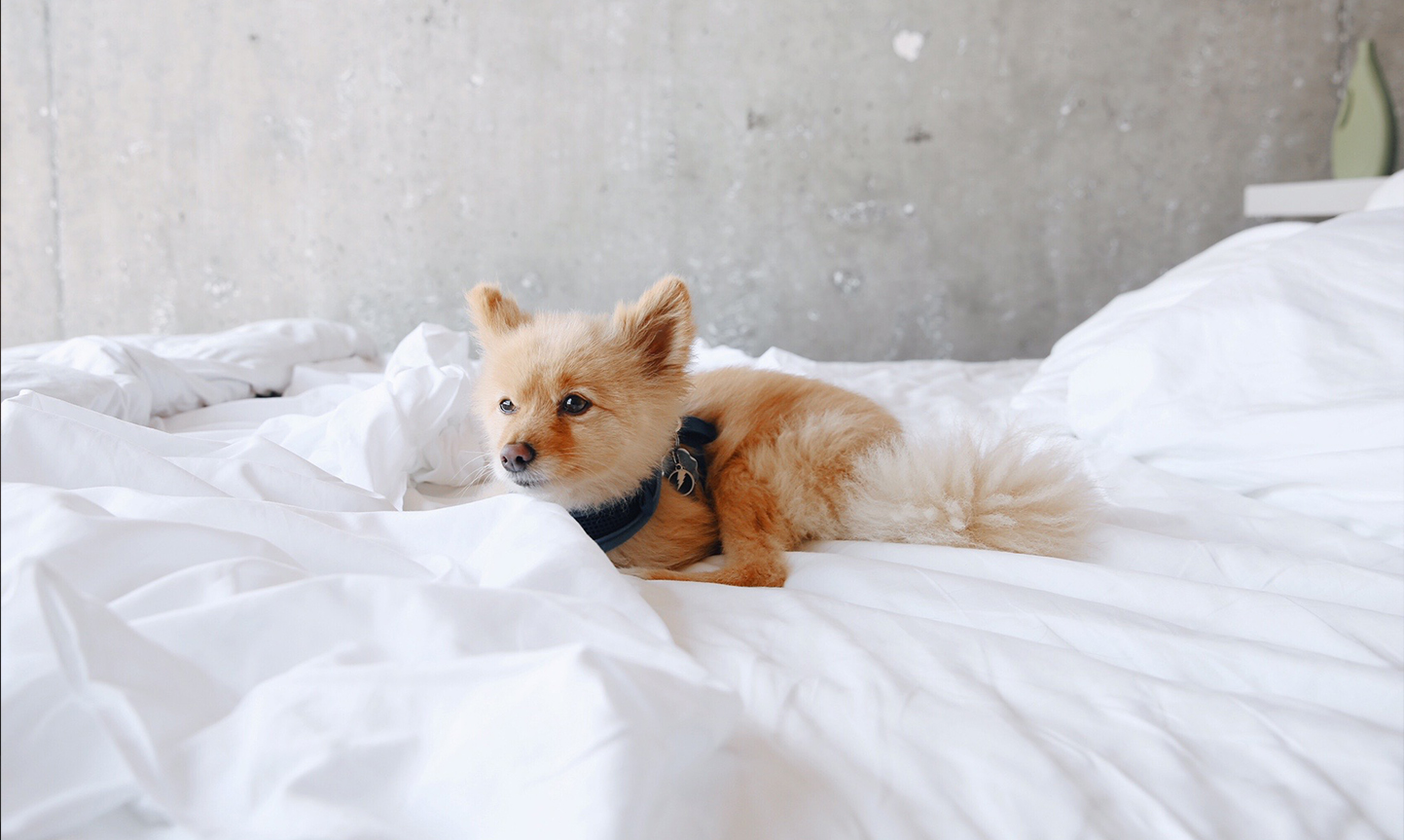 Pet Bed Provided at The LINE LA