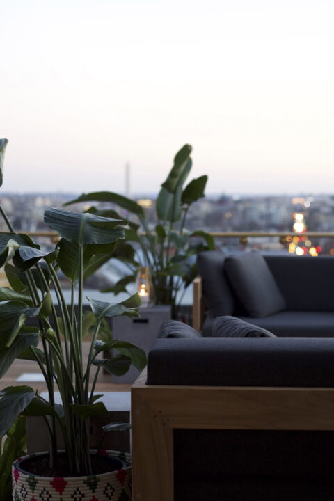 Picture of plant in the pot and sofa with center table on the terrace