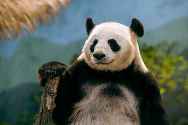 Close-up of a giant panda sitting, resting its arm on a tree branch, with greenery in the background